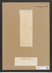 Nitzschia linearis var. subsigmoidea V. H. (de-Toni-Nr.: Genus 47, Species 2111) Zeichnungen Sammlung Grunow Nr. 4222 (NHMW-BOT-W0372163)